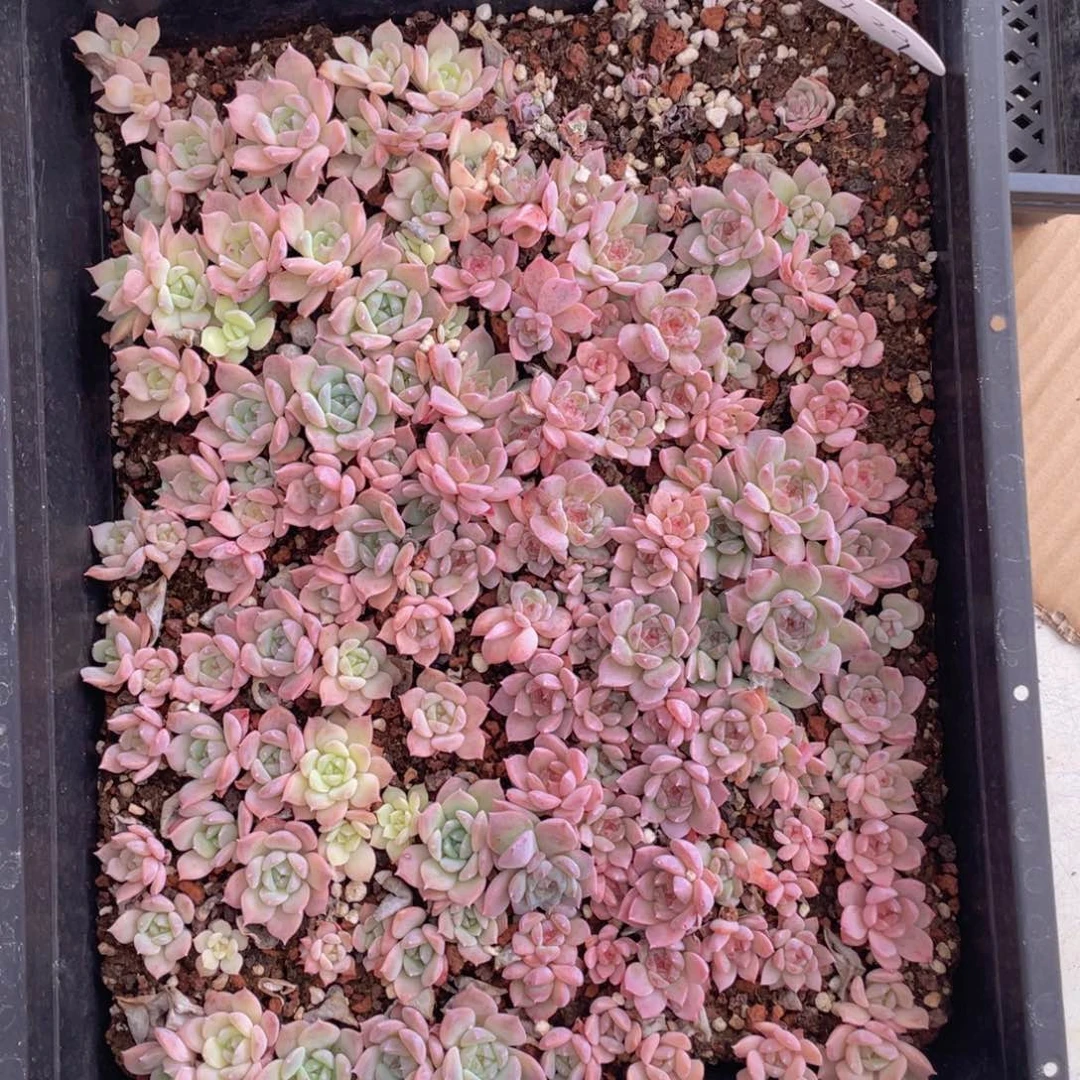 云糖心多肉植物236