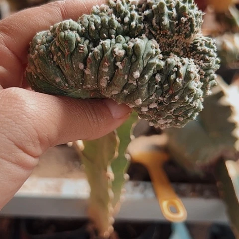 423兜缀化枕木瘦啦