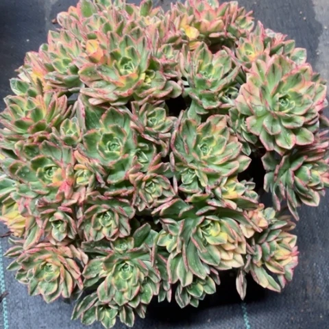 多肉植物甜茶锦？