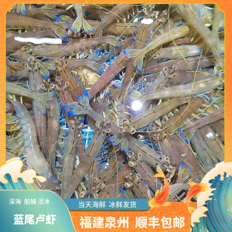 福建船捕【大土虾】省内当天送达