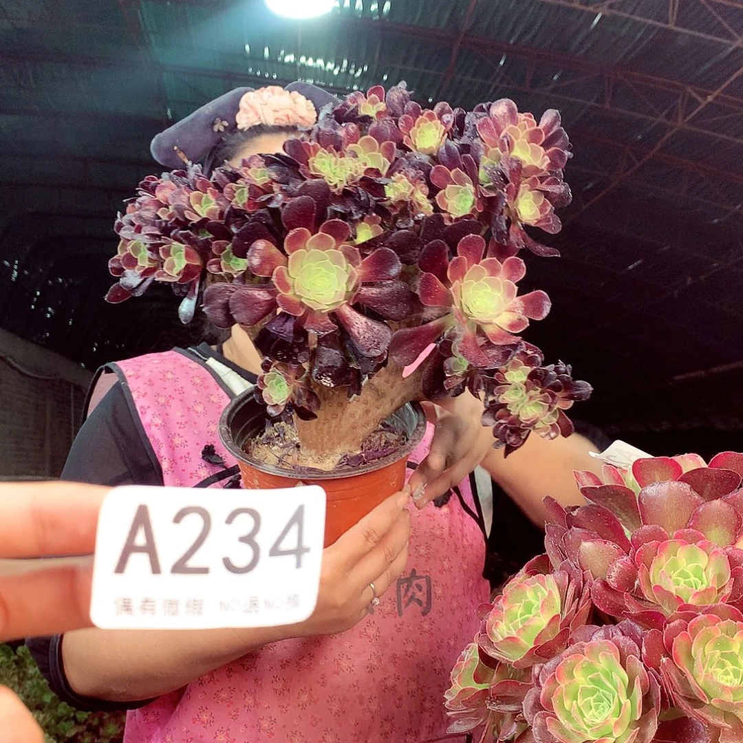 无花朵柒哥多肉法师不包侧断枝234