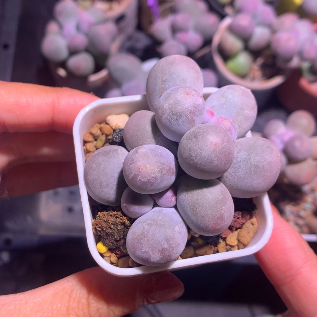 米可奶双头米可带盆