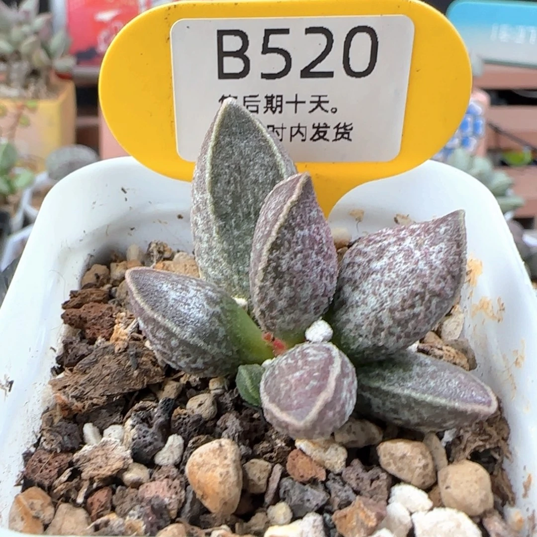 星***晶福利。   520。