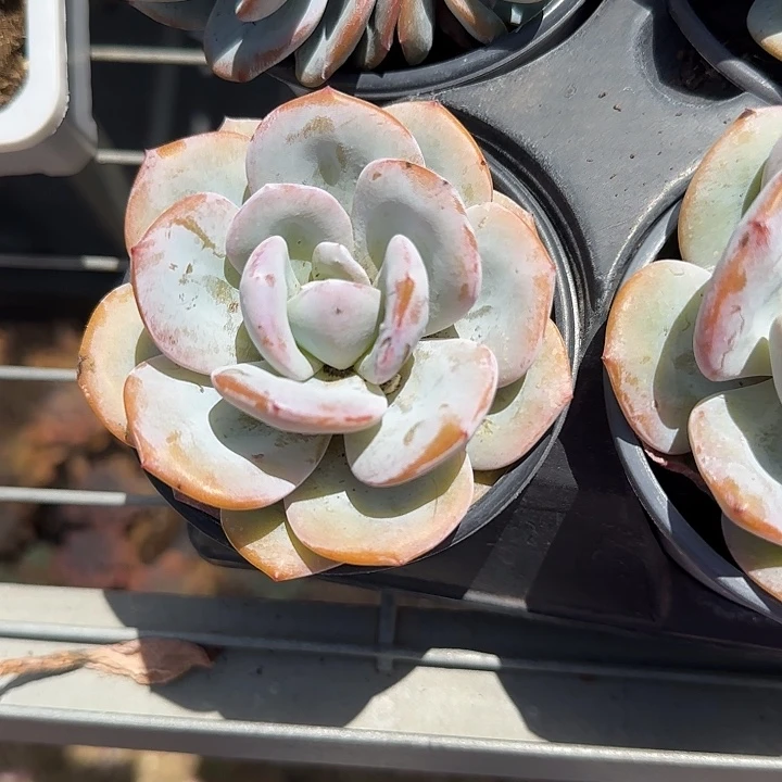 青蛙王子儿童牙膏11