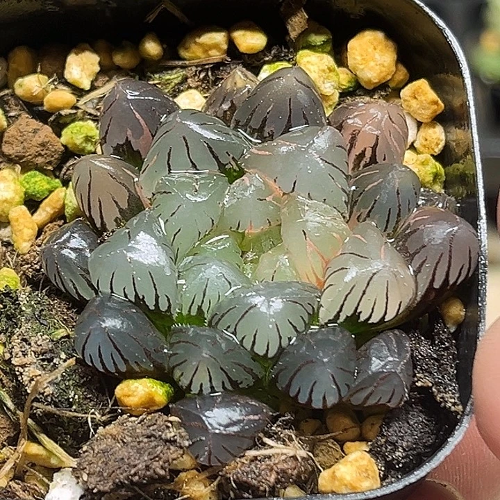 40紫罗兰冰灯玉露锦