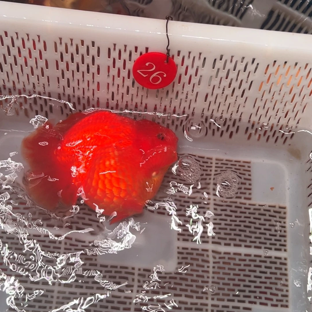 合***合金鱼你好吗我好想你