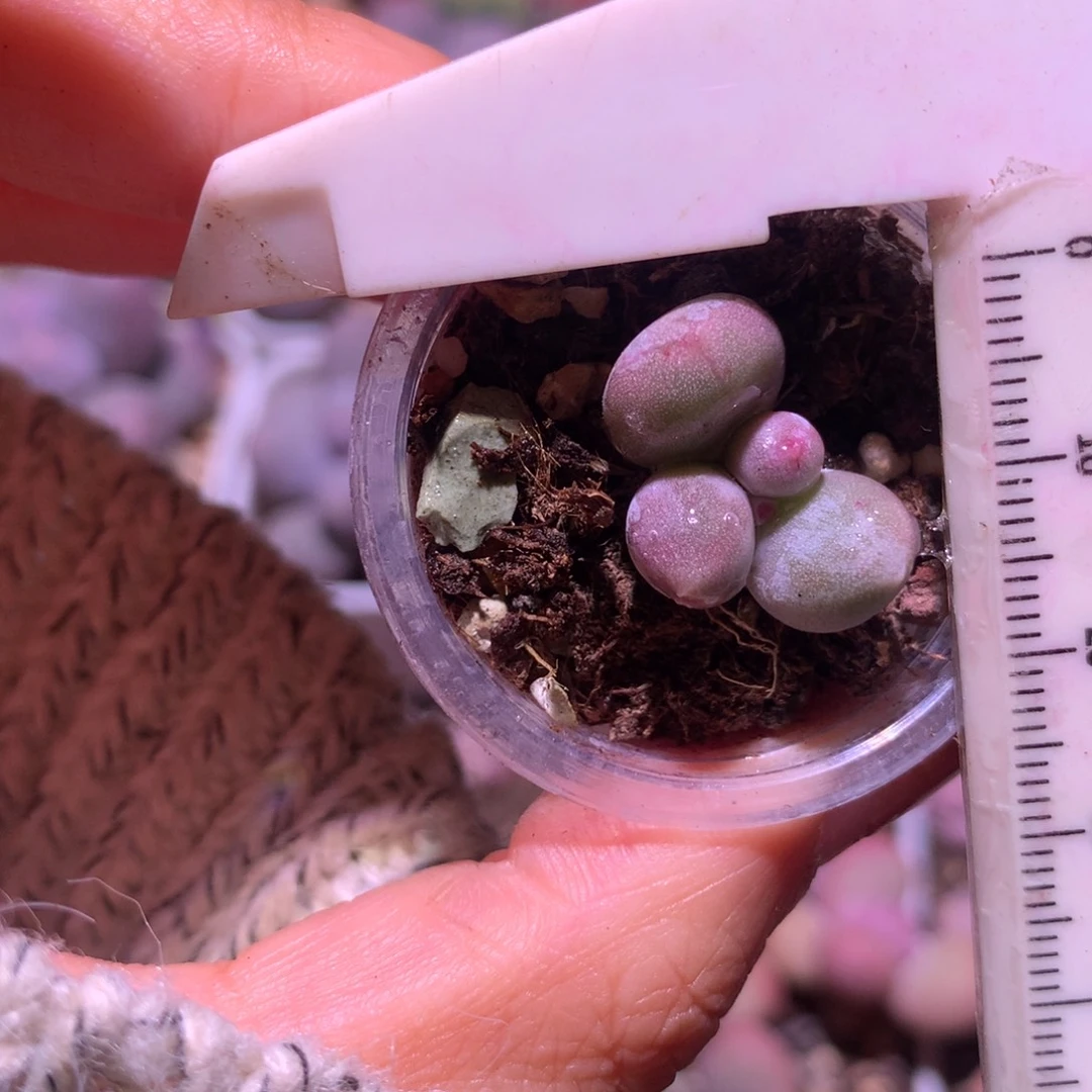 米可奶锦纹 不凑满28元发一片叶 不售后 到付