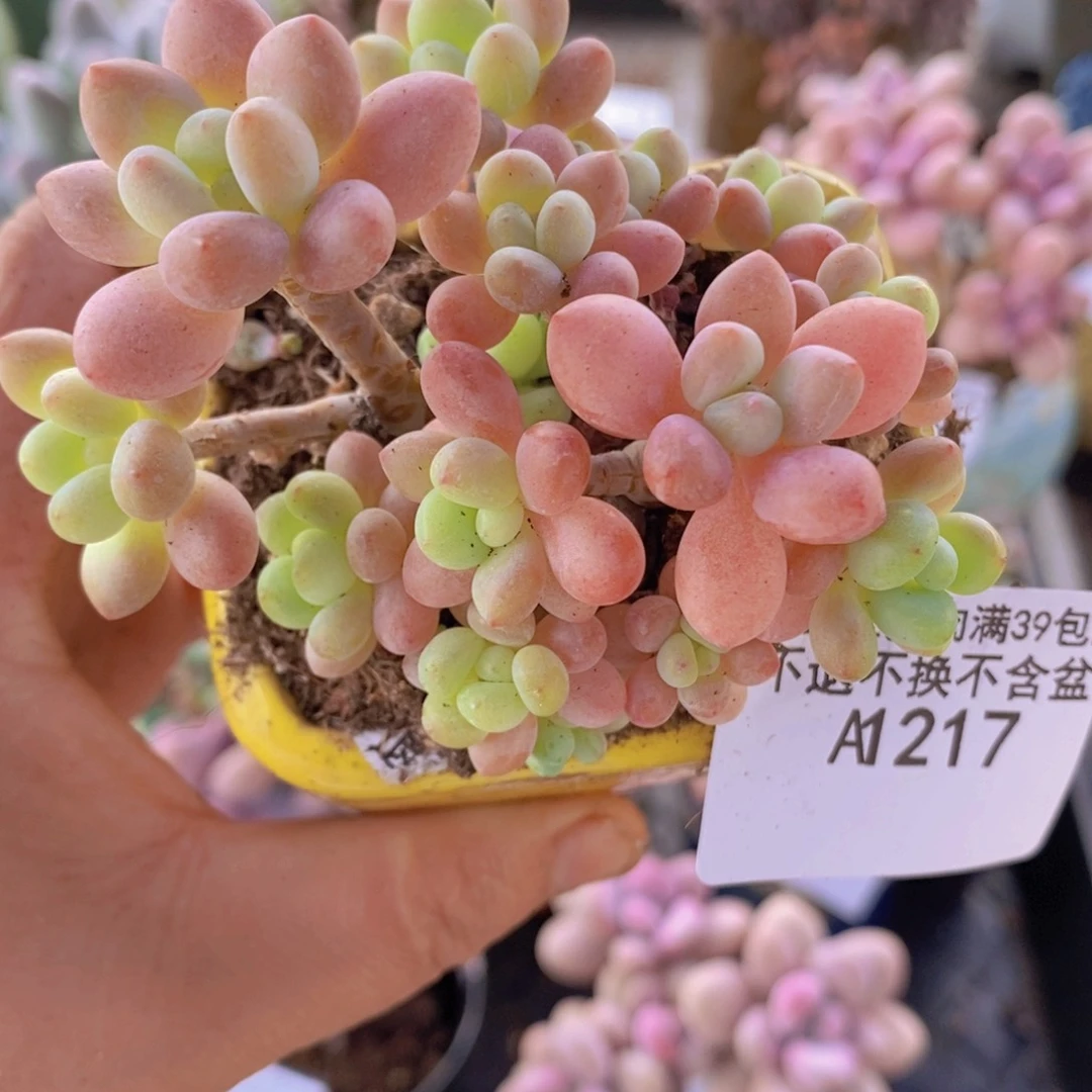 鱼子酱6cm217多肉植物