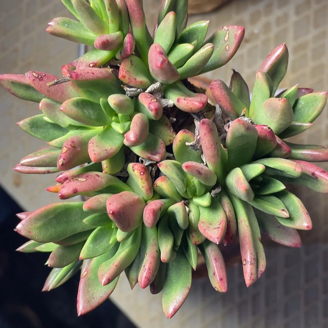 【闪购商品】绿拇指杂交