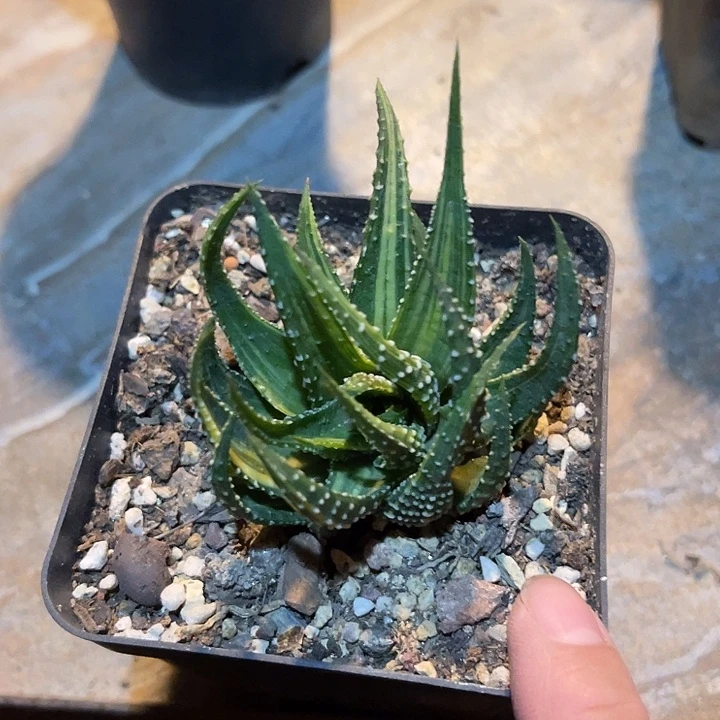无花朵金城锦一物一拍的