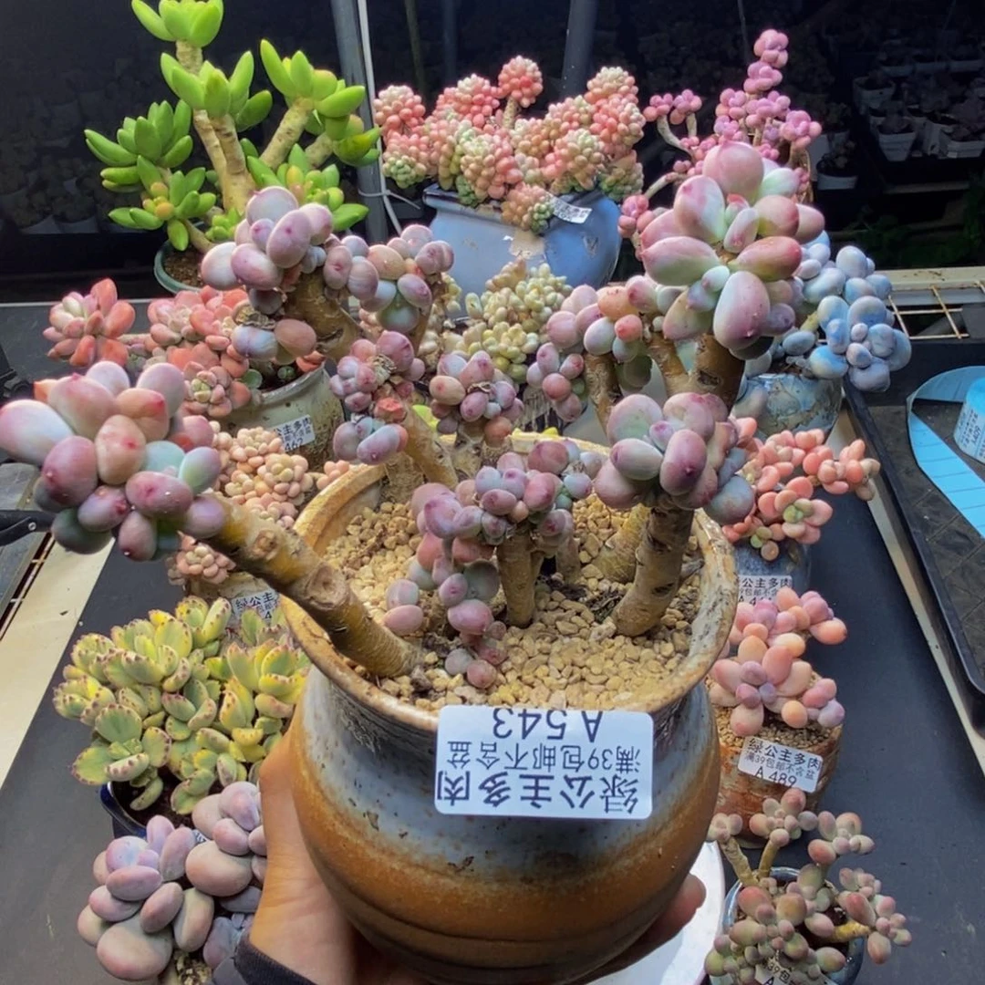 543苹果奶四代多肉10c m