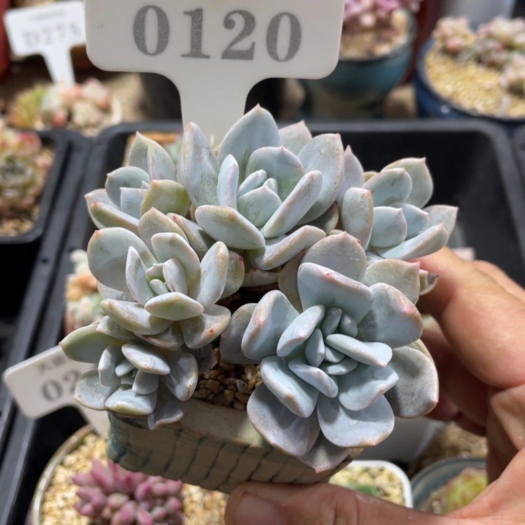 0120雪特不带盆9厘米