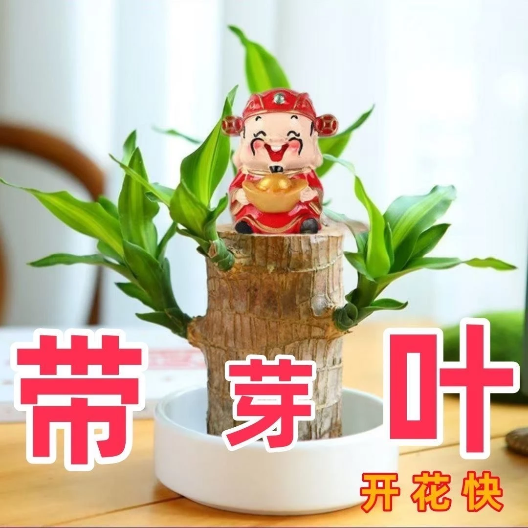 精品粗壮款15高20高带芽叶发货好养活开花早水培室内植物