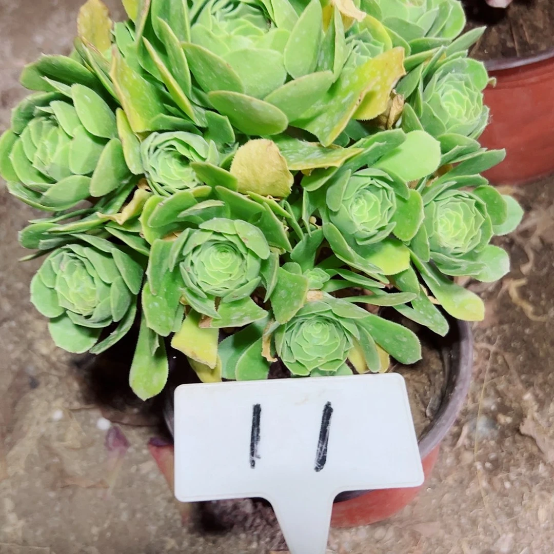 多肉植物绿羊绒法师