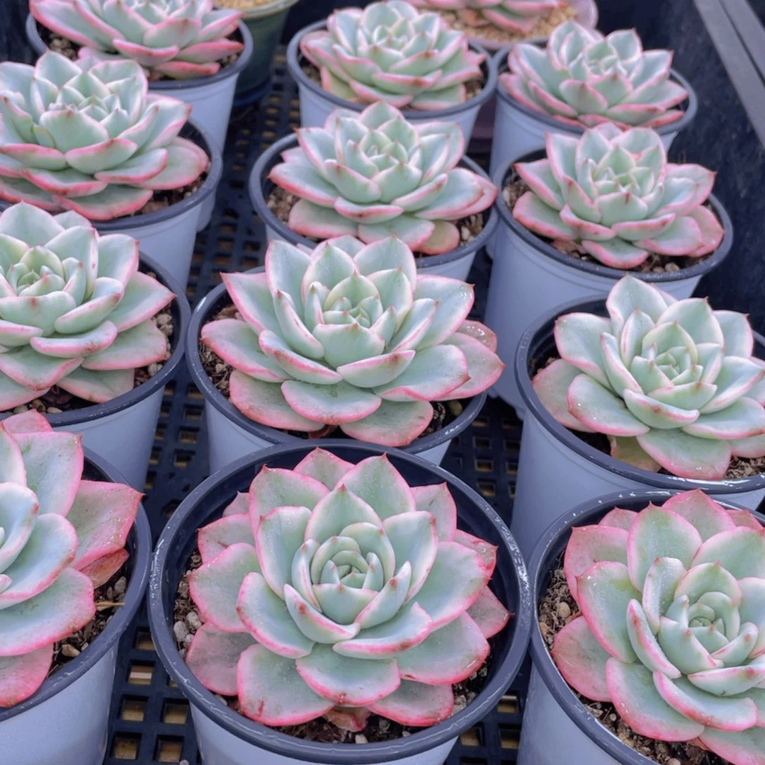 量拍48号 奶油黄桃锦单头一个带盆土