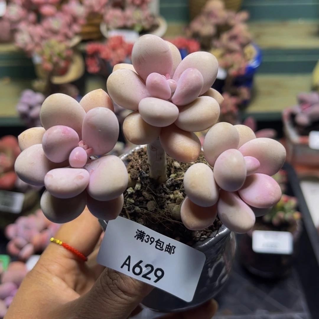 糖果桃蛋629/8cm多肉