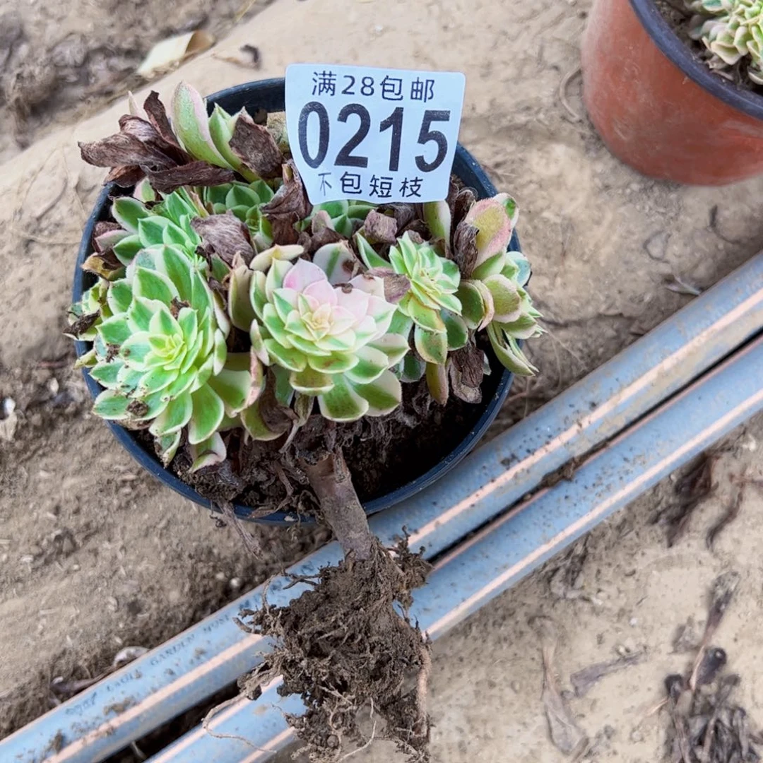 倾城多肉植物法师0215