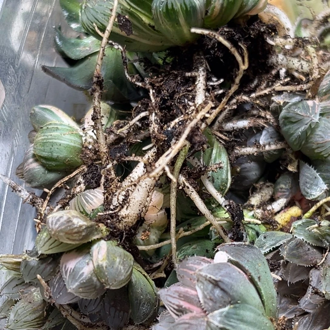 十二卷多肉植物1636裸根