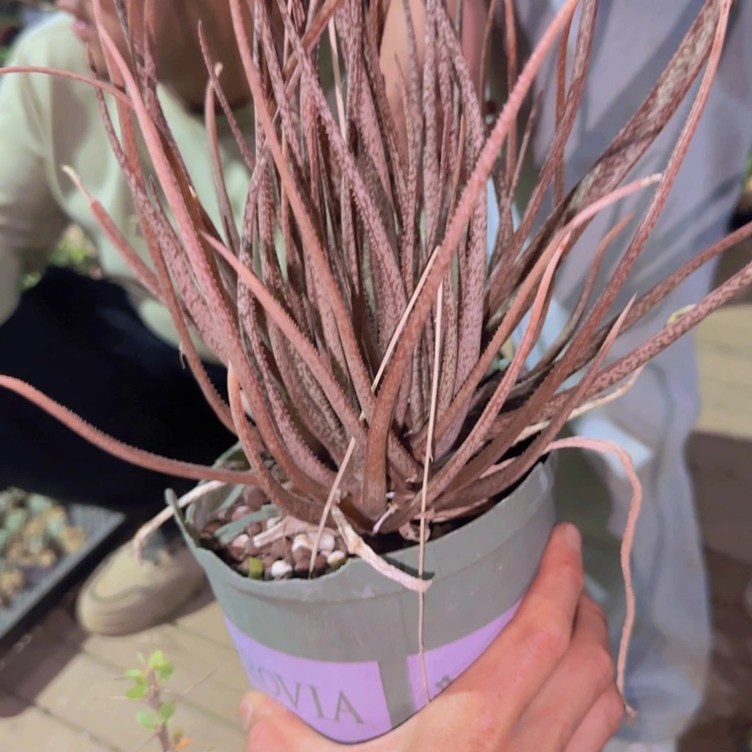 ?****人块根植物块根植物