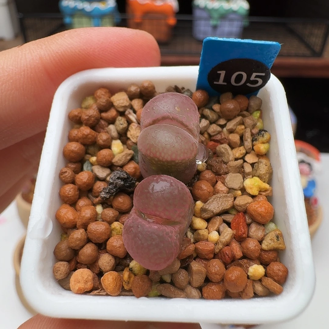 多肉植物福利风铃105