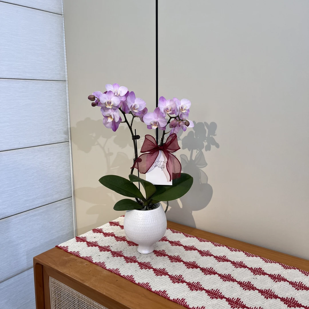 【满目星河】小清新粉色可爱系蝴蝶兰桌面绿植  源头基地