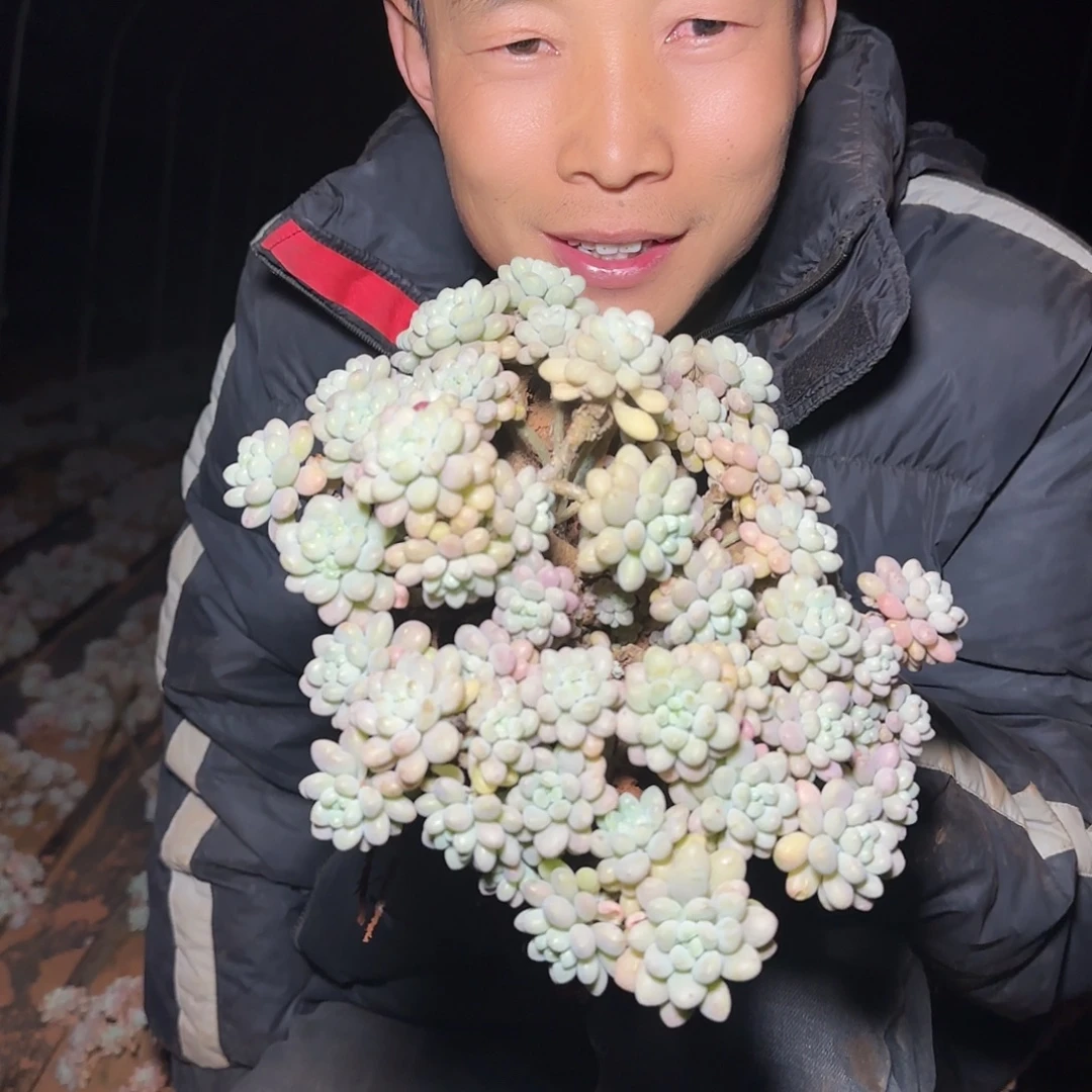 地栽鱼子酱多肉1棵