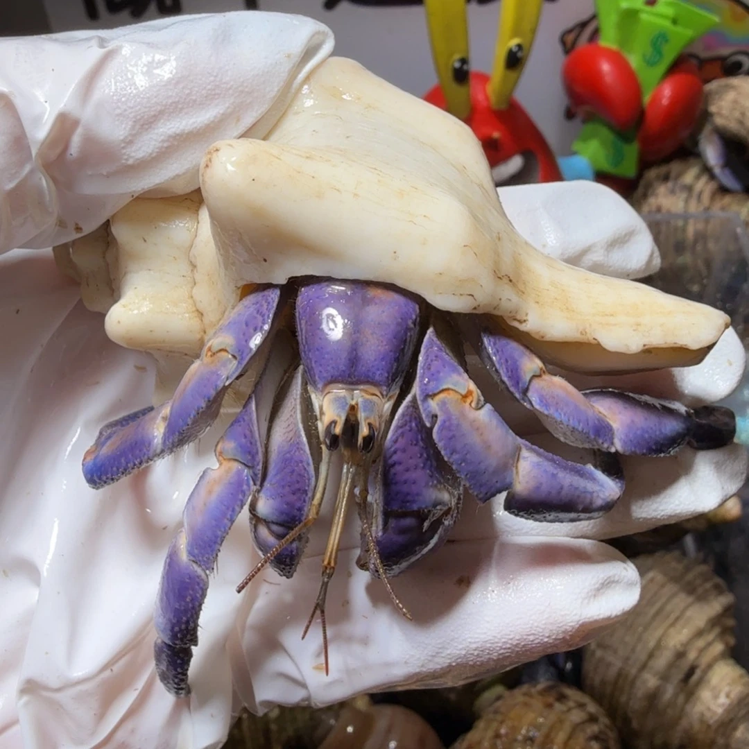 海水鱼2.9通体紫..