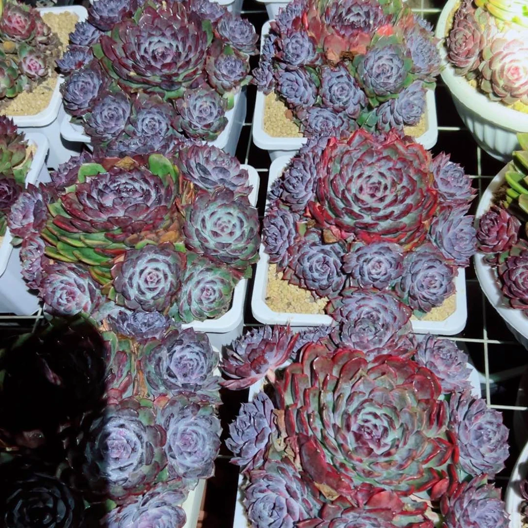 蓝色妖姬手捧花随机发货