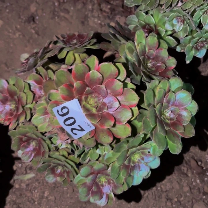 206夏荷多肉植物不售后