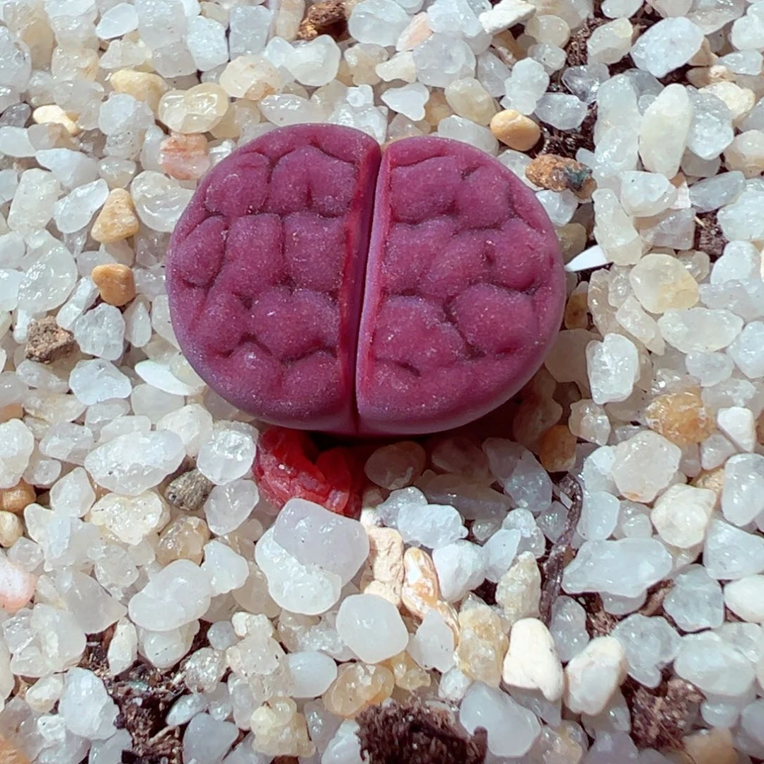 311-351多肉阿克玫瑰