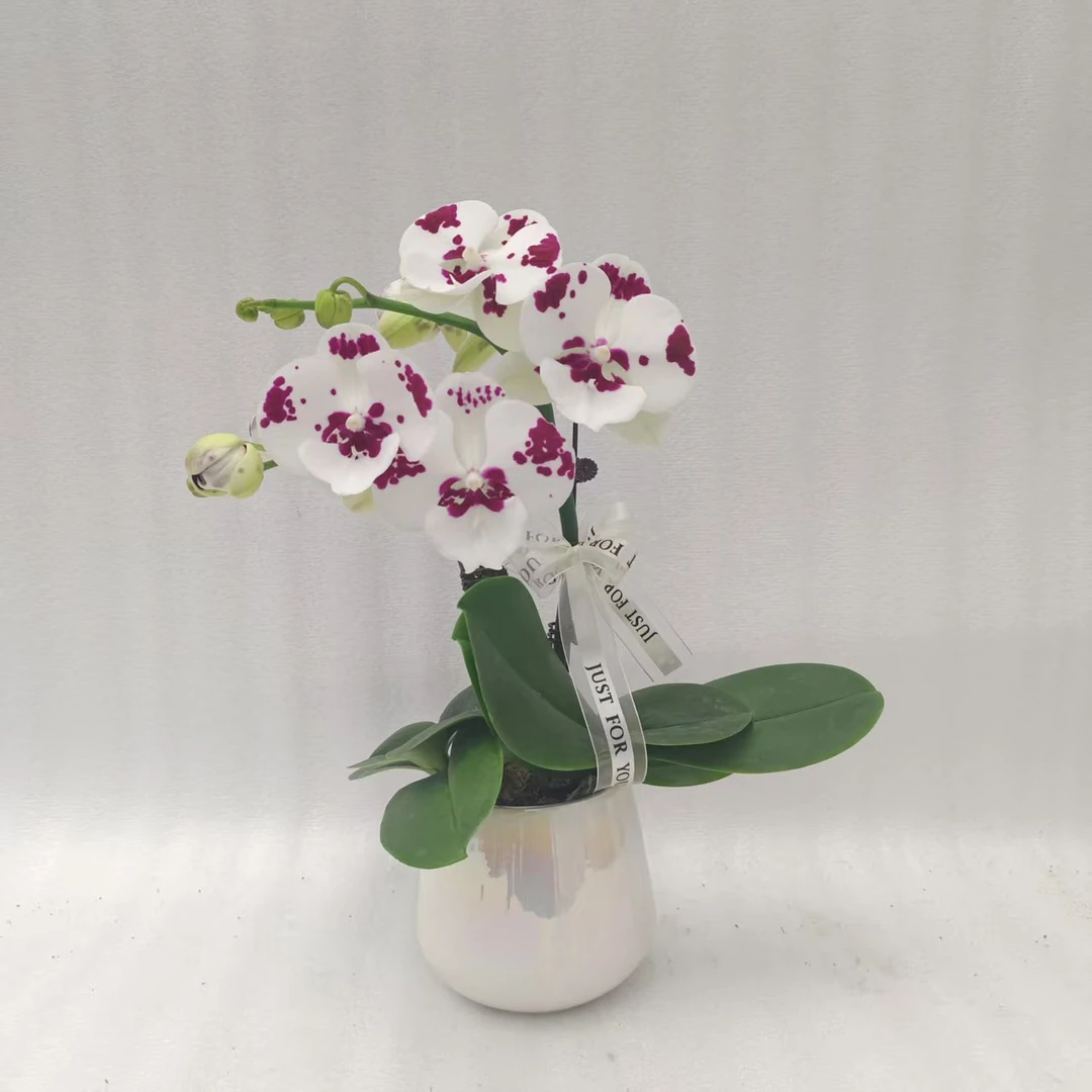 【奶牛大舌头】奶白花瓣 蝴蝶兰室内种植观赏送礼带花发货