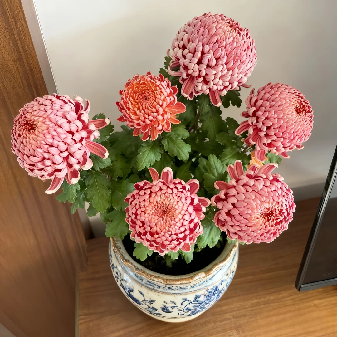 国华大菊花苗大花绿植耐寒热菊花盆栽室内外秋菊四季开花月菊花卉