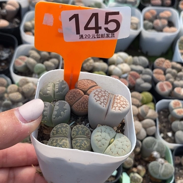 煎***?生石花小苗145
