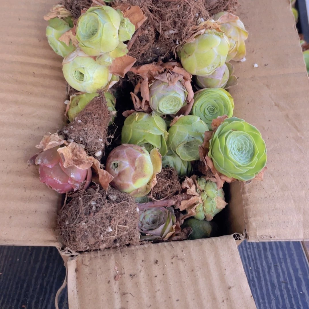 保底三十二颗量拍88888