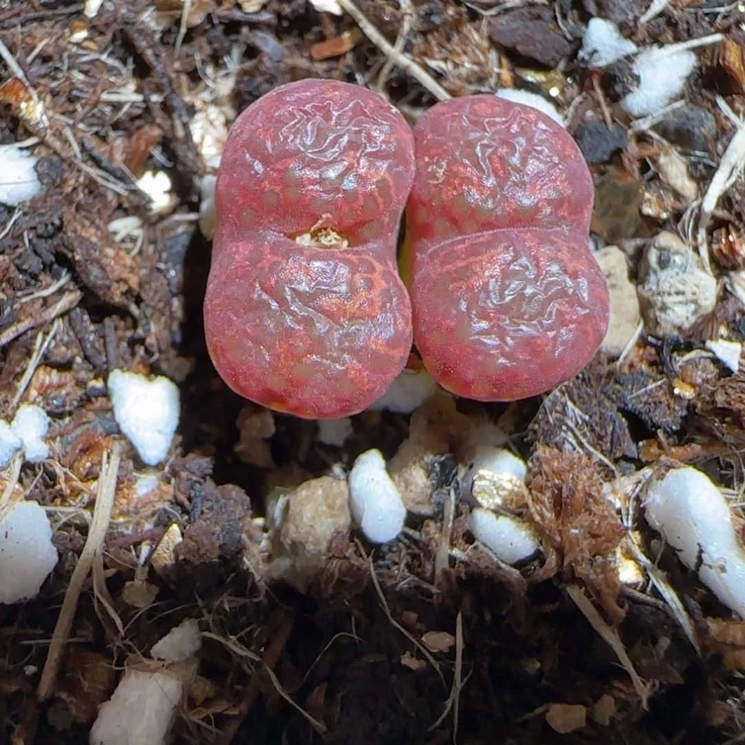 肉锥多肉植物组合-酒红勋章8