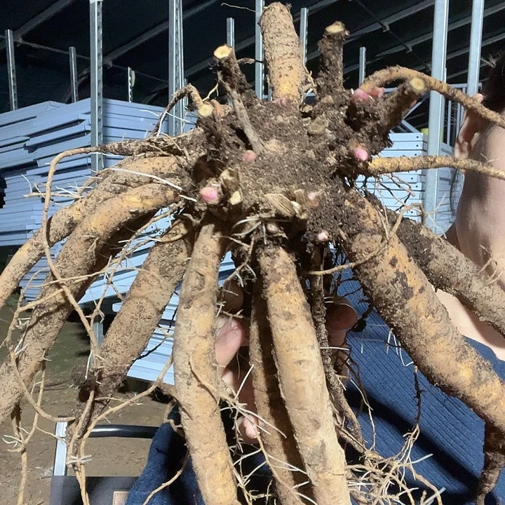 当前无花栽培后可以开花萝莉3年