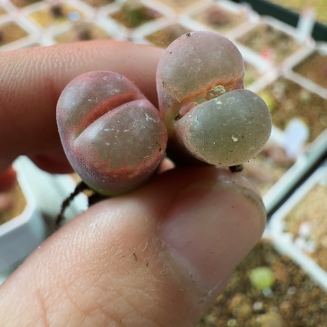 ^***干多肉植物福利风铃690