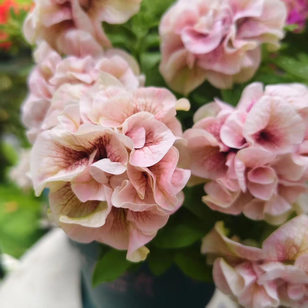 【茗香矮牵牛】重瓣花色多样花期长阳台庭院都可种植 阳台