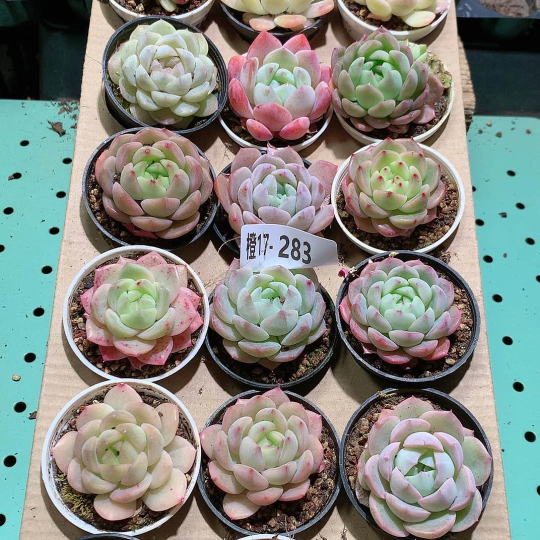 17-283一物一拍带盆18颗