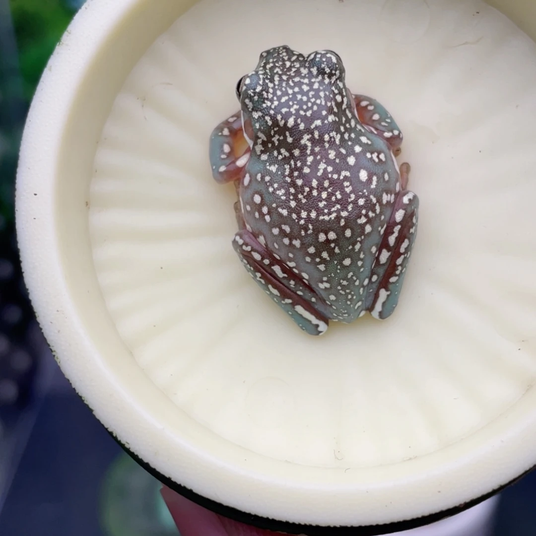 老爷树蛙5号顶级暴雪蓝