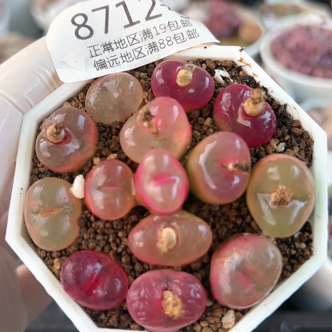 好养易活生石花大母本8712