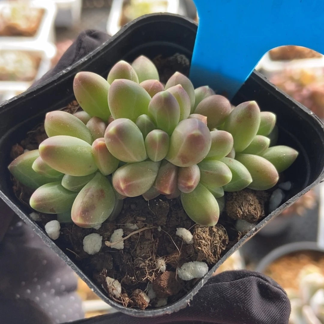 846多肉植物保护