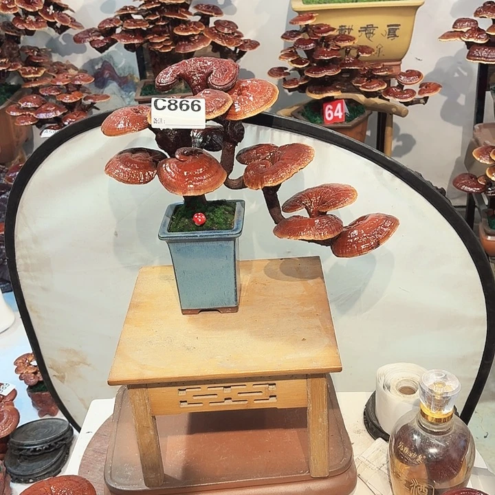 无花朵灵芝88888888888888888888