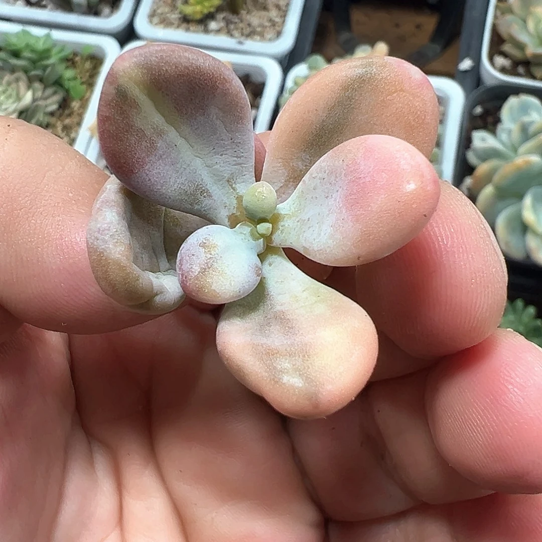 桃蛋锦 小方花圃一单包邮非偏远