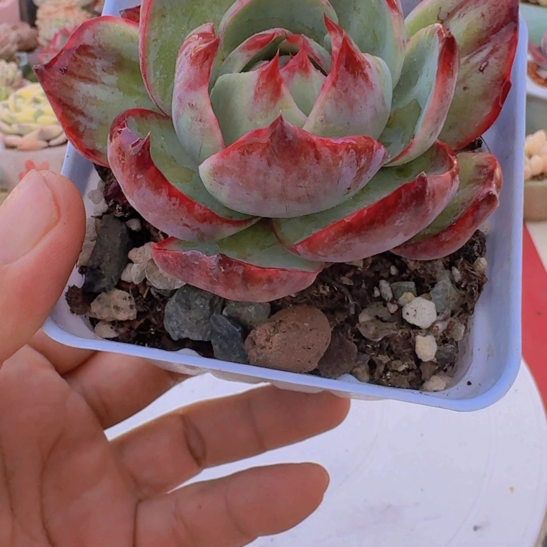 一物一拍编号820