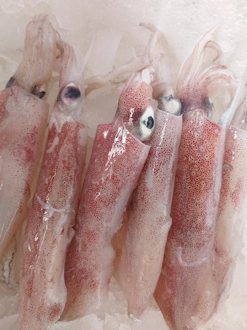 本港野生手钓活冻鱿鱼（包甜包脆包不缩水）一斤十个左右