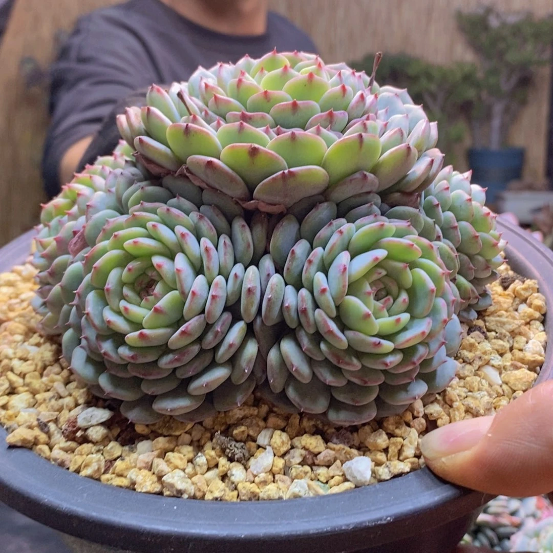 含**笑213号白胖子手捧