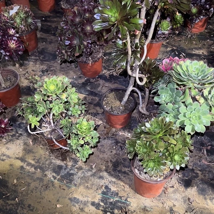 段*民多肉法师植物链接35