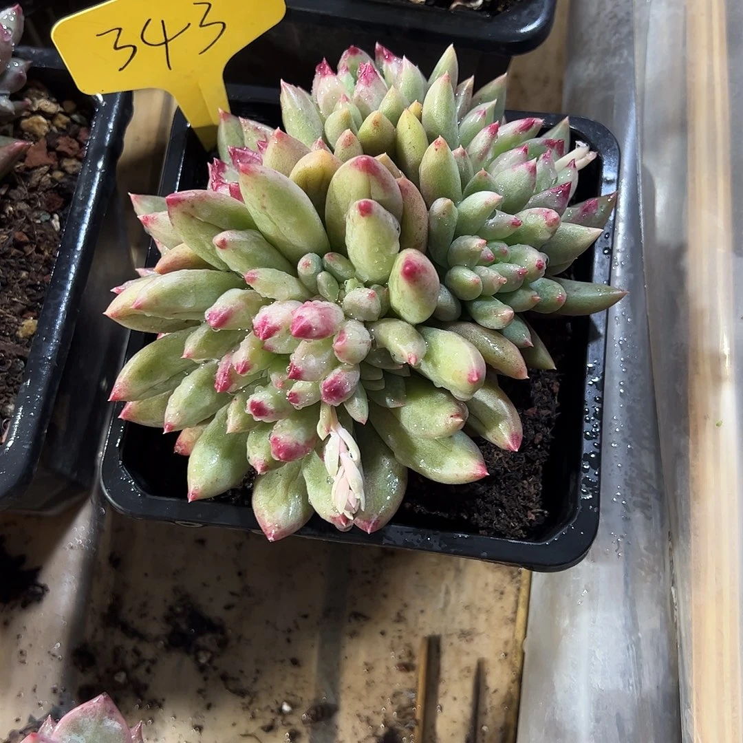 岩字群343号多肉植物