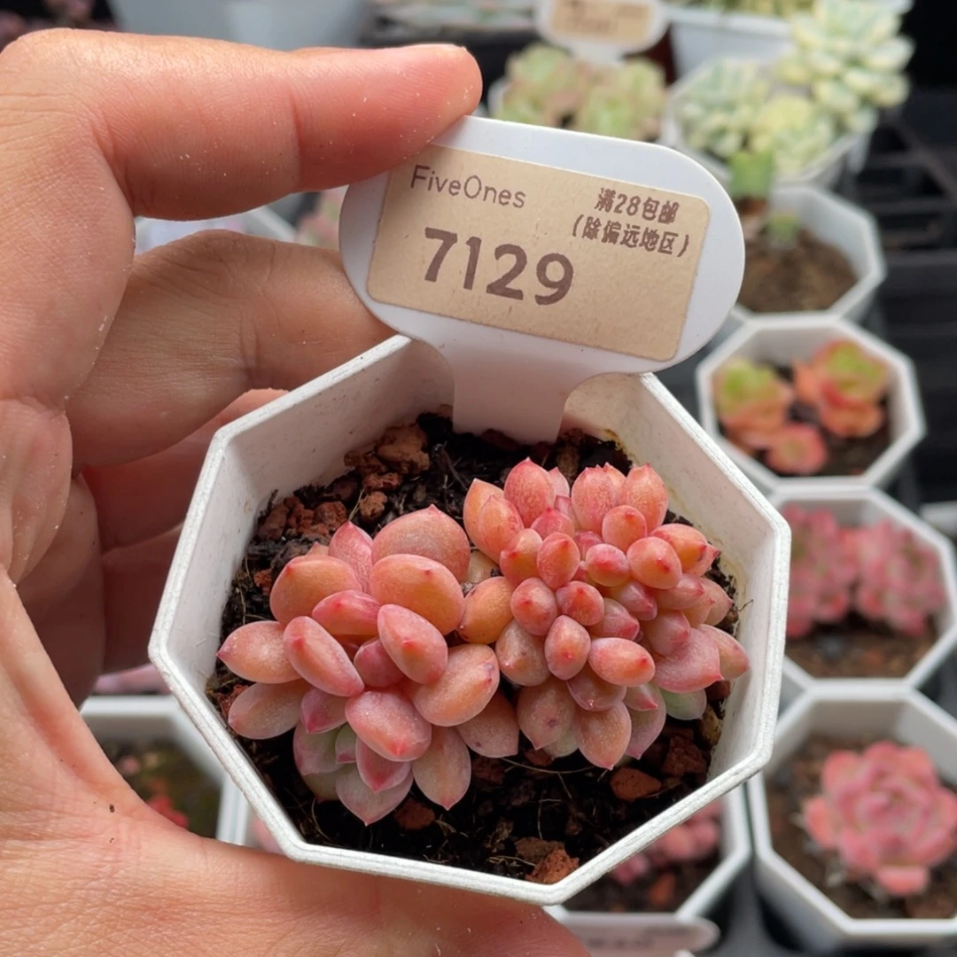 林依晨缀7129-6厘米